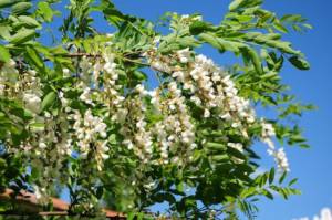 acacia