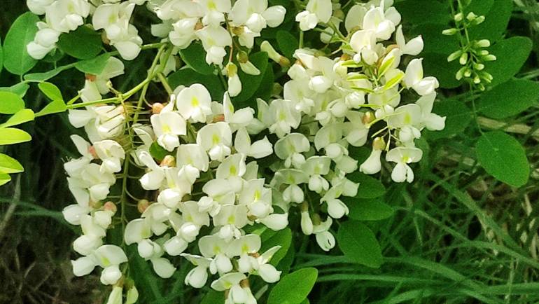 Fioritura d’acacia